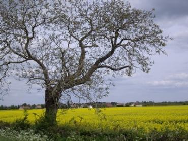 Les arbres se parlent-ils ?